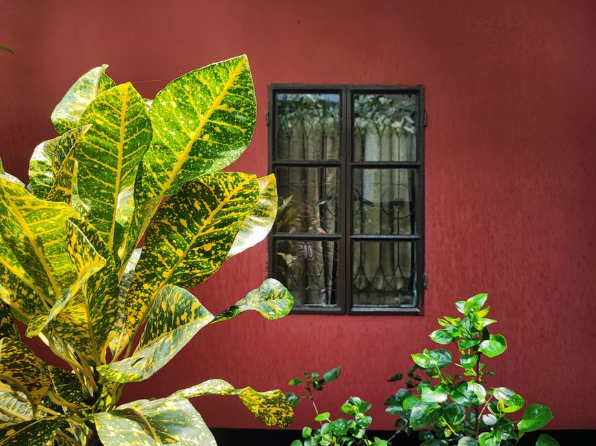 Green plants in front of a red painted wall with a window.